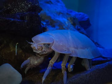 大分マリーンパレス水族館 「うみたまご」に投稿された画像（2023/7/14）