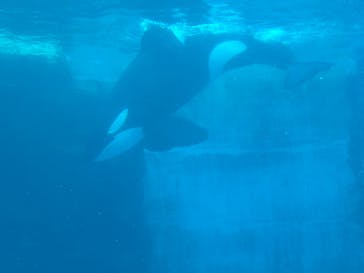名古屋港水族館に投稿された画像（2023/7/14）