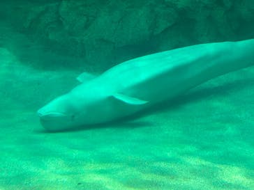 名古屋港水族館に投稿された画像（2023/7/14）