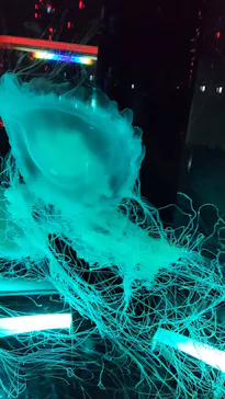 マクセル アクアパーク品川に投稿された画像（2023/7/14）