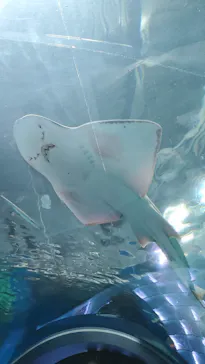 マクセル アクアパーク品川に投稿された画像（2023/7/14）