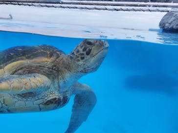 鴨川シーワールドに投稿された画像（2023/7/15）