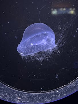 新江ノ島水族館に投稿された画像（2023/7/15）