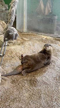 新江ノ島水族館に投稿された画像（2023/7/15）