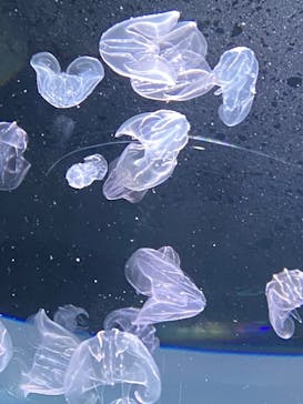 サンシャイン水族館に投稿された画像（2023/7/15）