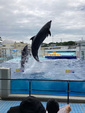 越前松島水族館に投稿された画像（2023/7/15）