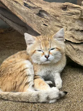 神戸どうぶつ王国に投稿された画像（2023/7/15）