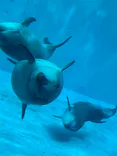 名古屋港水族館に投稿された画像（2023/7/15）