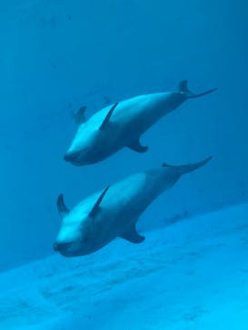 名古屋港水族館に投稿された画像（2023/7/15）