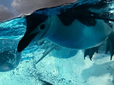 名古屋港水族館に投稿された画像（2023/7/15）
