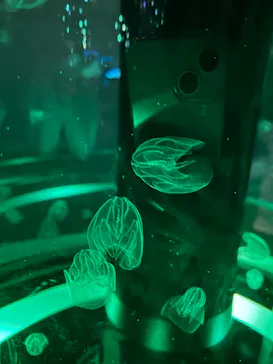 マクセル アクアパーク品川に投稿された画像（2023/7/15）