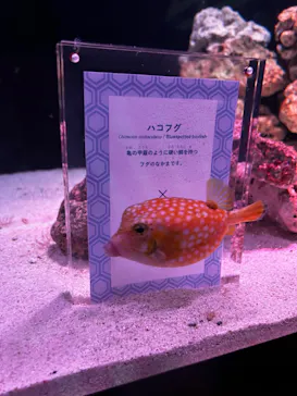 マクセル アクアパーク品川に投稿された画像（2023/7/15）