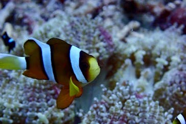 M.a.r.i.n.e Factoryに投稿された画像（2023/7/15）