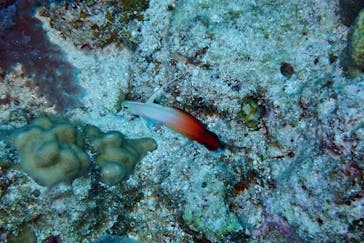 M.a.r.i.n.e Factoryに投稿された画像（2023/7/15）