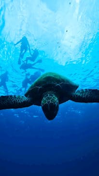 SHISHI石垣島（シシイシガキジマ）に投稿された画像（2023/7/15）