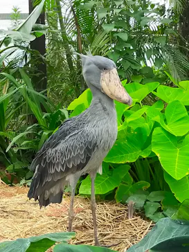 神戸どうぶつ王国に投稿された画像（2023/7/15）