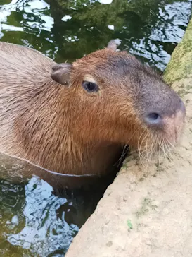 神戸どうぶつ王国に投稿された画像（2023/7/15）