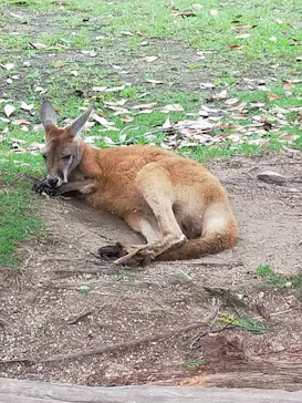 神戸どうぶつ王国に投稿された画像（2023/7/15）