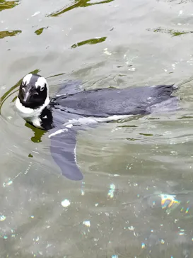 神戸どうぶつ王国に投稿された画像（2023/7/15）