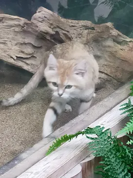 神戸どうぶつ王国に投稿された画像（2023/7/15）