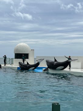 鴨川シーワールドに投稿された画像（2023/7/15）