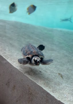 鴨川シーワールドに投稿された画像（2023/7/15）