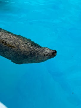 鴨川シーワールドに投稿された画像（2023/7/15）