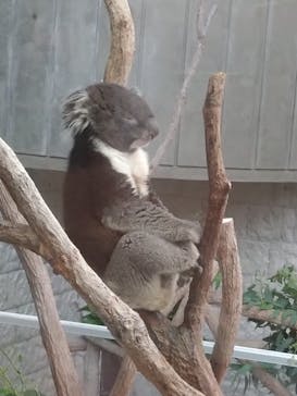 淡路ファームパーク イングランドの丘に投稿された画像（2023/7/15）