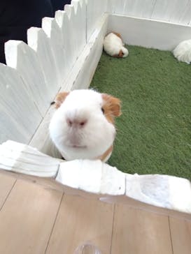 淡路ファームパーク イングランドの丘に投稿された画像（2023/7/15）