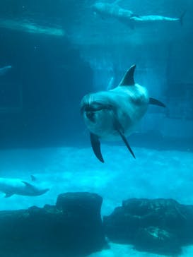 名古屋港水族館に投稿された画像（2023/7/15）