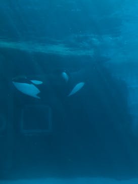名古屋港水族館に投稿された画像（2023/7/15）