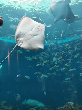 鴨川シーワールドに投稿された画像（2023/7/15）