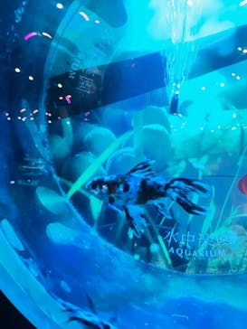 水中楽園アクアリウムに投稿された画像（2023/7/15）