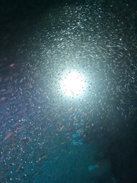 青の洞窟専門店　沖縄ダイビングショップ和に投稿された画像（2023/7/15）