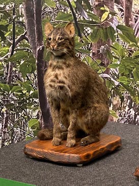 特別展「ネコ」 ～にゃんと！クールなハンターたち～に投稿された画像（2023/7/15）