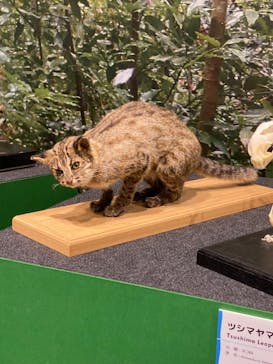 特別展「ネコ」 ～にゃんと！クールなハンターたち～に投稿された画像（2023/7/15）