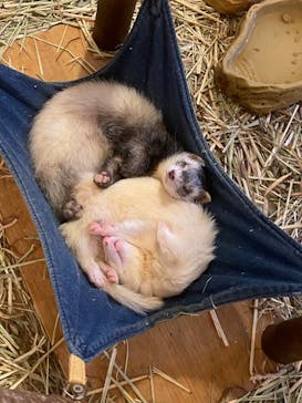 Moff animal cafe イオンモール幕張新都心店に投稿された画像（2023/7/15）