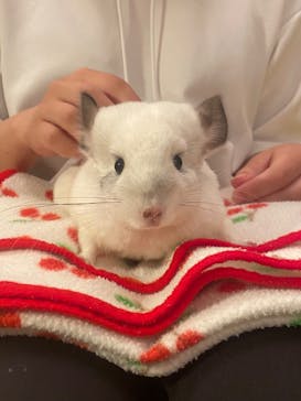 Moff animal cafe イオンモール幕張新都心店に投稿された画像（2023/7/15）