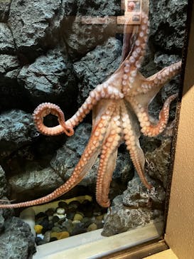 しながわ水族館に投稿された画像（2023/7/15）