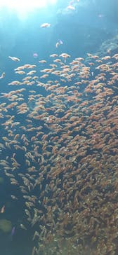 環境水族館アクアマリンふくしまに投稿された画像（2023/7/15）