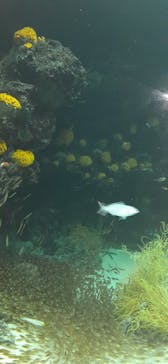 環境水族館アクアマリンふくしまに投稿された画像（2023/7/15）