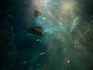 新江ノ島水族館に投稿された画像（2023/7/15）