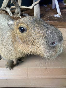 カワスイ 川崎⽔族館に投稿された画像（2023/7/15）