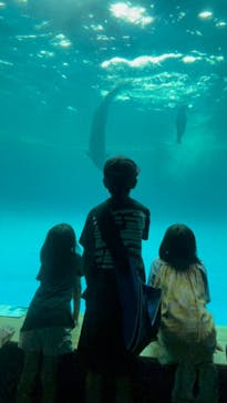 アクアワールド茨城県大洗水族館に投稿された画像（2023/7/15）