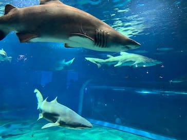アクアワールド茨城県大洗水族館に投稿された画像（2023/7/15）