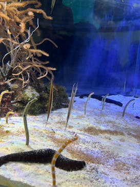 名古屋港水族館に投稿された画像（2023/7/15）