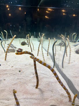 京都水族館に投稿された画像（2023/7/15）