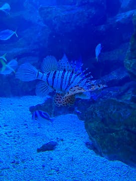 京都水族館に投稿された画像（2023/7/15）