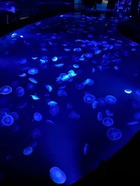 すみだ水族館に投稿された画像（2023/7/15）