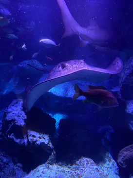 すみだ水族館に投稿された画像（2023/7/15）